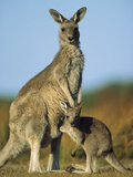 Eastern Grey Kangaroo (MacropusGiganteus) Joey and Mother  Wilson's Promontory Nat'lPark  Australia