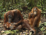 Orangutan (Pongo Pygmaeus) Females and Baby  Camp Leaky  Tanjung Puting Nat'l Park  Indonesia