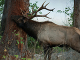 A Roosevelt Elk Rubbing His Antlers on a Tree Trunk