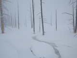 Bare Trees in Deep Snow in Upper Geyser Basin