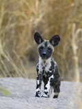 African Wild Dog (Lycaon Pictus) Six to Eight Week Old Pup  Okavango Delta  Botswana