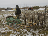 Komi Reindeer Herders Watch a Tractor Pull a Load of Hay for Cattle