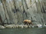 Alaskan Brown or Grizzly Bear (Ursus Arctos) Walking Along Shoreline  Katmai Nat'l Park  Alaska