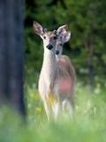 Young Male White-Tailed Deer in a Meadow with Summer Wildflowers