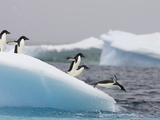 Adelie Penguin (Pygoscelis Adeliae) Diving Off Iceberg  Paulet Island  Antarctica