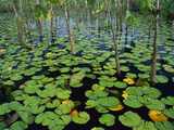 Water Lily (Nymphaea Sp) Pads and Other Aquatic Plants in Stream  Amazon  Brazil
