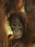 Orangutan (Pongo Pygmaeus) Baby  Camp Leaky  Tanjung Puting Nat'l Park  Indonesia