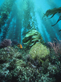Giant Kelp (Macrocystis Pyrifera) Forest with Garibaldi  Channel Islands National Park  California