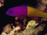 A Vibrant Bicolor Dottyback Fish