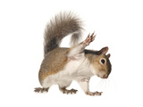 An Eastern Gray Squirrel