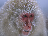 Japanese Macaque (Macaca Fuscata) Portrait  Joshinetsu Plateau Nat'l Park  Japan