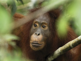 Orangutan (Pongo Pygmaeus)  Camp Leaky  Tanjung Puting Nat'l Park  Indonesia