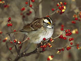 White-Throated Sparrow (Zonotrichia Albicollis) Perched in Bittersweet Bush  Long Island  New York