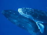 Humpback Whale (Megaptera Novaeangliae)  Maui  Hawaii (Photo Obtained under NMFS Permit)