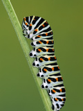 Oldworld Swallowtail (Papilio Machaon) Caterpillar on Stem  Europe