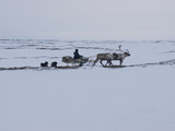 A Komi Reindeer Herder Travels on a Sled Watching the Herd