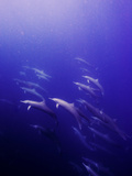 Spinner Dolphin Travel in Schools Along the Coast of Costa Rica