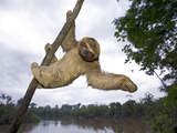 Brown-Throated Three-Toed Sloth (Bradypus Variegatus) Hanging in Tree  Amazon  Peru