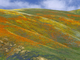 California Poppy (Eschscholzia Californica) Hillside  Tehachapi Hills Near Gorman  California