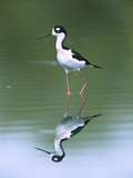 Black-Necked Stilt (Himantopus Mexicanus) Wading Through Pond  Tucson  Arizona