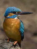 An Adult Male Common Kingfisher  Alcedo Atthis  Perches on a Branch