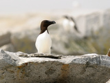 A Razorbill Sitting on a Rock on Machias Seal Island