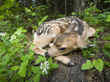 Mule Deer (Odocoileus Hemionus) Newborn Fawn Hides in the Forest  Siuslaw Nat'l Forest  Oregon