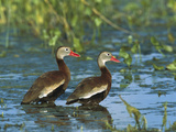 Black-Bellied Whistling Duck (Dendrocygna Autumnalis) Pair Wading  Rio Grand Valley  Texas