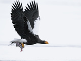 Steller's Sea Eagle (Haliaeetus Pelagicus) Flying with Fish in Claws  Kamchatka  Russia