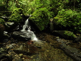 A Waterfall in a Rain Forest
