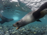 An Antarctic Fur Seal Comes Ashore to Breed