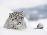 Snow Leopard (Uncia Uncia) Adult Portrait in Snow  Endangered