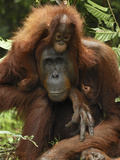 Orangutan (Pongo Pygmaeus) Female with Baby  Camp Leaky  Tanjung Puting Nat'l Park  Indonesia