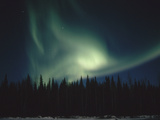 Aurora Borealis over Spruce Forest  Chena Hot Springs  Alaska