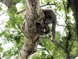 In Pursuit of Honey  a Chimpanzee Works to Smash Open a Beehive