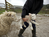 A Farmer with Sheep and Newborn Lamb