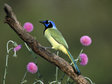 Green Jay (Cyanocorax Yncas) Perching  Rio Grande Valley  Texas