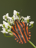 Red and Black Striped Stink Bug (Graphosoma Lineatum) Portrait  Heteroptera Suborder  Europe