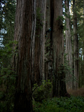 A Biologist Preparing Rigging for an Image of a Large Fern Mat