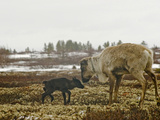 A Reindeer Cow with Her Newborn Calf on Tundra Lichens and Moss