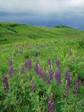 Tallcup Lupine (Lupinus Caudatus) with Spring Blooms on the Zumwalt Prairie  Oregon
