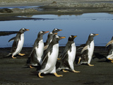 Gentoo Penguin (Pygoscelis Papua) Group Walking  Falkland Islands