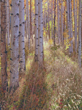 Grove of Aspen Trees at Sunset