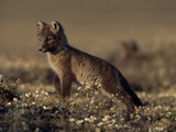 An Arctic Fox Pup (Alopex Lagopus) on the Canadian Tundra in Summer