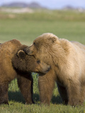 Grizzly Bear (Ursus Arctos Horribilis) Pair Courting  Katmai Nat'l Park  Alaska