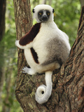 Coquerel's Sifaka (Propithecus Coquereli)  Ankarafantsika Nat'l Park  Madagascar