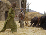 Women with Yaks Threshing Barley on the Road from Leh to Kargil