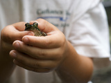 A Boy Holds a Bullfrog in His Hands