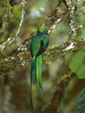 Resplendent Quetzal (Pharomachrus Mocinno) Female Perching in a Tree  Costa Rica