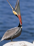 Brown Pelican (Pelecanus Occidentalis) La Jolla  California